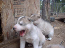 Puppy yawn.JPG (146012 bytes)