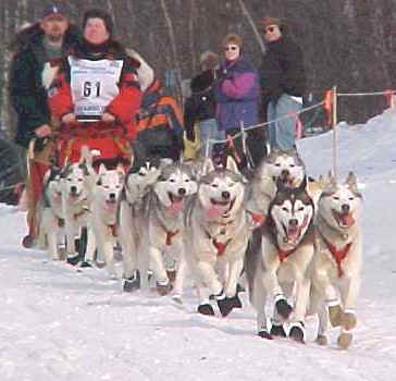 Home of the Pretty Sled Dog - AKC Champion Siberian Huskies AND Quality Sled Dogs - Iditarod 2000 Race ReStart picture