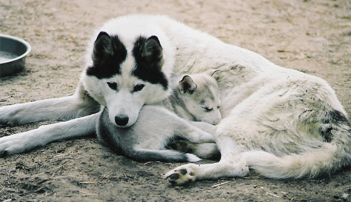 Jumper with one of her pups sired by Butch