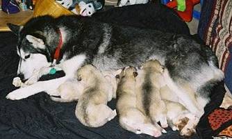 Olena with pups