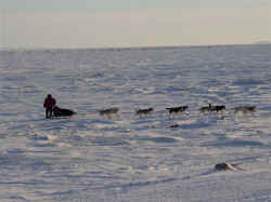 Iditarod 2006 - Possibly Norton Sound