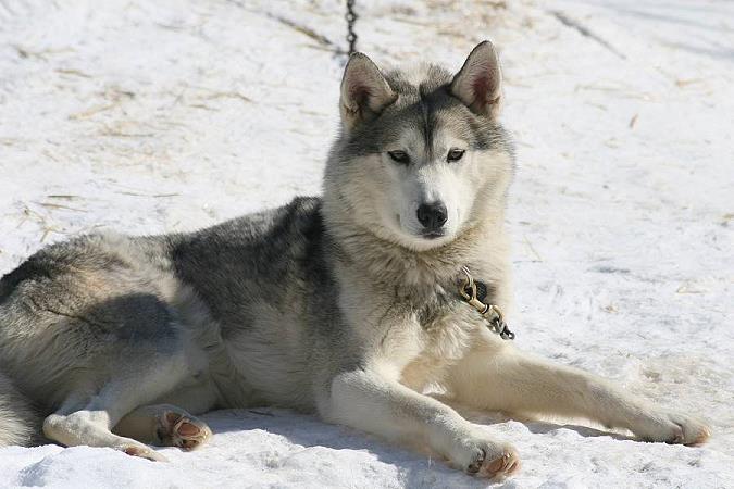 Kelim's Running For NorthWapiti - NorthWapiti Siberian Husky Kennels ...